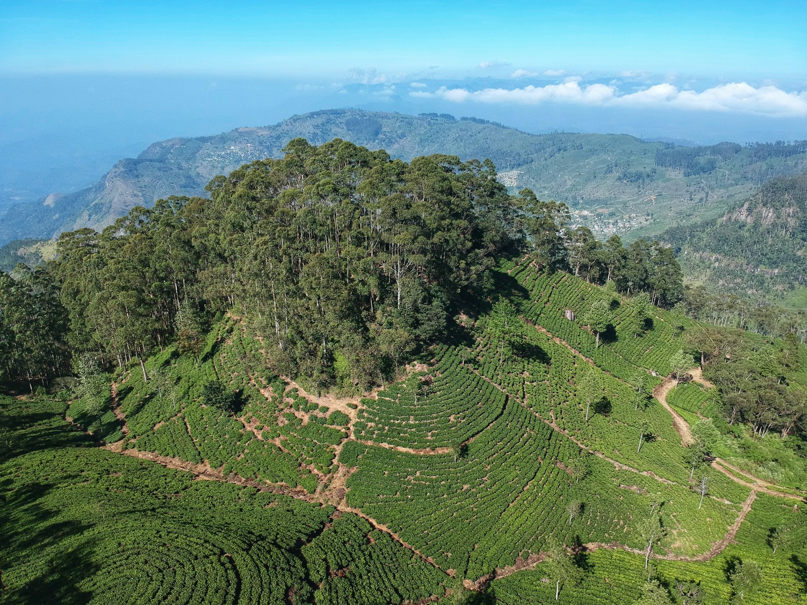 Sweeping drone aerial of manicured tea-estate hills at Lipton's Seat with distant mountains and cloud bank